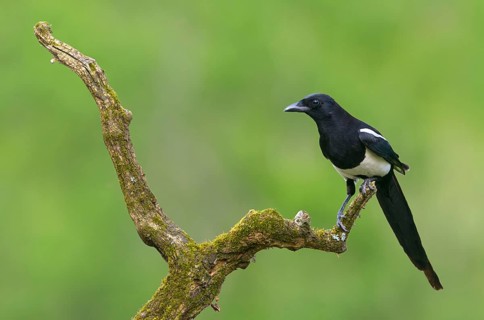 Black-billed Magpie (Pica hudsonia), Alberta, Canada