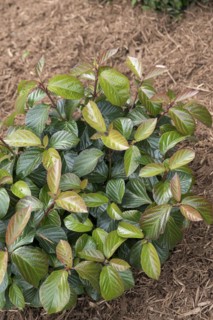 Viburnum SHINY DANCER, Anchers Havecenter, Grand Haven, Michigan, United States of America