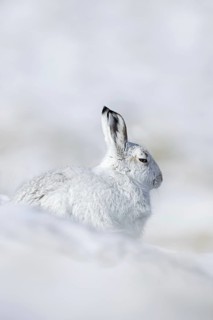 Mountain hare, alpine hare, snow hare (Lepus timidus) in white winter pelage resting in the hills