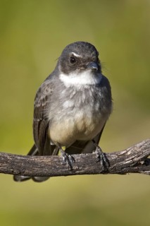 Northern Fantail (Rhipidura rufiventris), Western Australia, Australia
