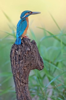 Common Kingfisher (Alcedo atthis) male, Saxony-Anhalt, Germany