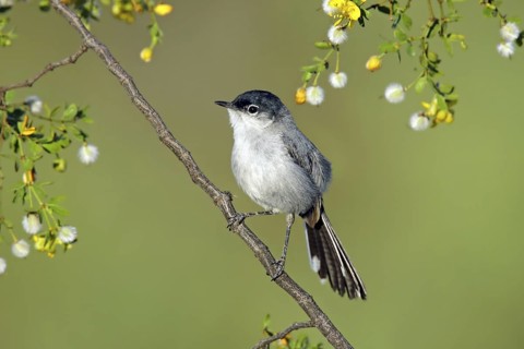 Black-tailed Gnatcatcher Polioptila nigriceps Tucson, Pima County, ARIZONA, United States 6 May