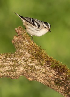 Black-and-white Warbler (Mniotilta varia) perched on a mossy branch, Texas, USA
