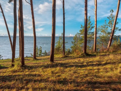 Pine groves on the Baltic Sea in evening light, view of the sea through the trees, Hohen