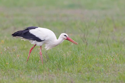 White Stork (Ciconia ciconia) foraging, Lake Neusiedl, Austria