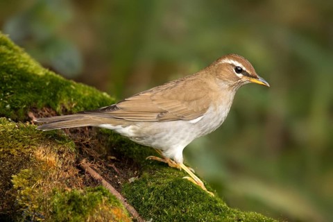 Grey-sided Thrush (Turdus feae), Pahang, Malaysia