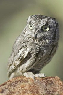Western Screech Owl (Megascops kennicottii), Arizona, USA