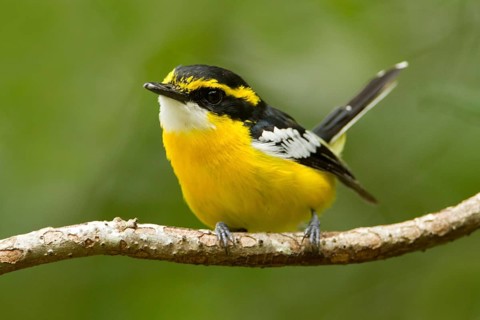 Yellow-breasted Boatbill (Machaerirhynchus flaviventer secundus) male, Queensland, Australia