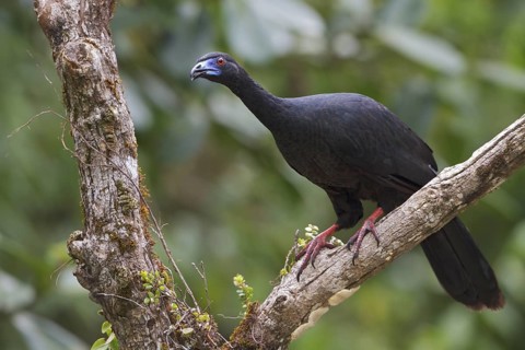 Black Guan (Chamaepetes unicolor) perched on a branch in Costa Rica, Central America