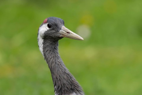 Common crane (Grus grus) adult bird head portrait, England, United Kingdom