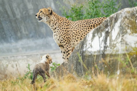 Cheetah (Acinonyx jubatus) mother with her youngster, captive, occurrence Africa