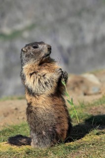 One adult Alpine Marmot, Marmota marmota, sitting erected, feeding on something. Großglockner