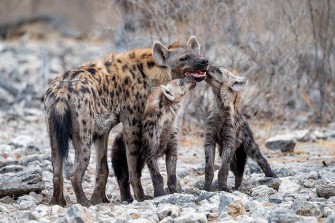 Spotted hyena or spotted hyena (Crocuta crocuta) with two young animals, Etosha National Park,