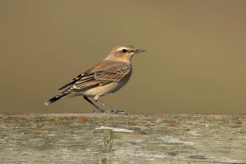 Northern wheatear (Oenanthe oenanthe) adult female bird on a fence, RSPB Frampton marsh nature