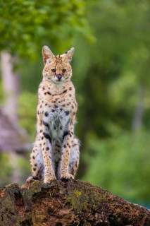 One male serval, Leptailurus serval, sits on a dead tree and looks into the camera. Green