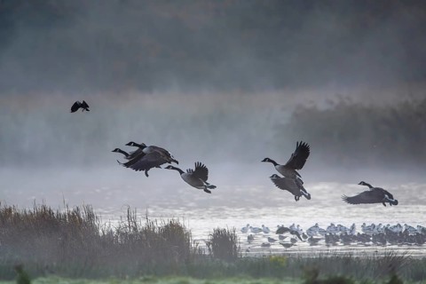 Canada Goose, Branta Canadensis, birds in flight over marshes