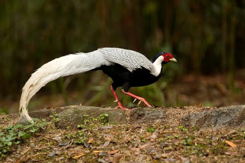 Silver Pheasant (Lophura nycthemera) male perched on the ground, Fujian, China