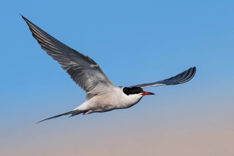 Common Tern (Sterna hirundo) flying, Eilat, Israel