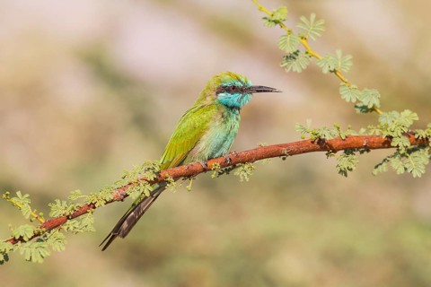 Green Bee-eater (Merops orientalis), Eilat, Israel