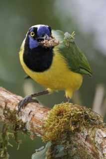 Inca Jay (Cyanocorax yncas), Ecuador