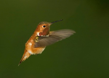 Male Rufous Hummingbird hovering