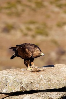 Golden Eagle (Aquila chrysaetos) female, Castile and Leon, Spain