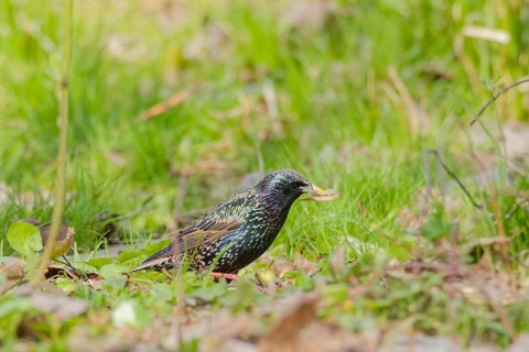 Common starling (Sturnus vulgaris) carrying dry grass in its beak for nest building, standing on