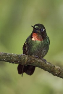 Flame-throated Sunangel (Heliangelus micraster), Ecuador