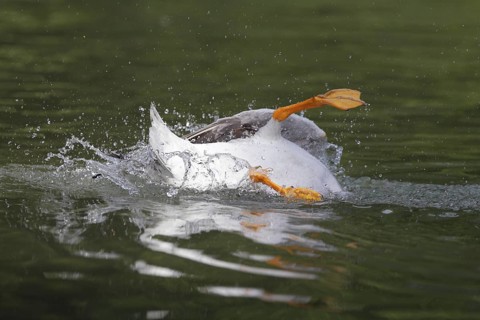 Bar-headed Goose (Anser indicus) bathing, Bavaria, Germany