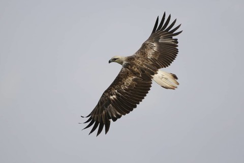 White-bellied Sea Eagle (Haliaeetus leucogaster) flying, Sri Lanka