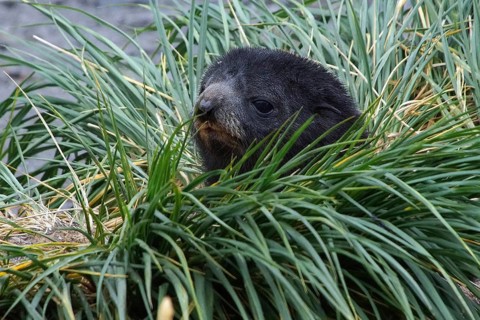 Seal, baby seal, baby sea lion, sea lion, portrait, South Georgia, animals, mammals, seals,