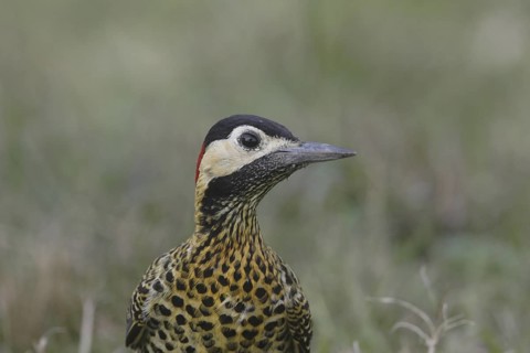 Green-barred Woodpecker (Colaptes melanochloros) female, Corrientes, Argentina