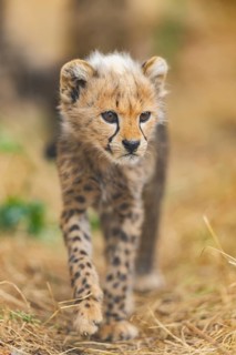 Cheetah (Acinonyx jubatus) youngster walking on a meadow, captive, occurrence Africa