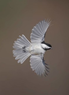 Black-capped Chickadee (Poecile atricapillus) flying, Alaska, USA