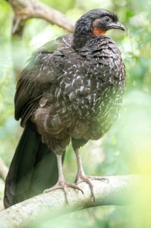 Bronze guan (Penelope obscura) in the forest in a nature reserve in Buenos Aires, Argentina