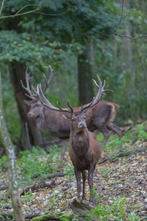 Red Deer buck standing in dense forest in autumn