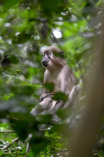 Olive mangabey (Cercocebus agilis) near the Baï-Hokou, Dzanga-Ndoki National Park, Unesco World