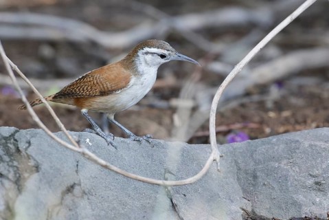 Superciliated Wren (Cantorchilus superciliaris), Lambayeque, Peru