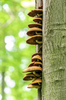Goldfell-Schüppling (Pholiota aurivella), older fruiting bodies on the trunk of a copper beech
