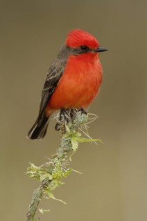 Vermilion Flycatcher (Pyrocephalus rubinus), Texas, USA