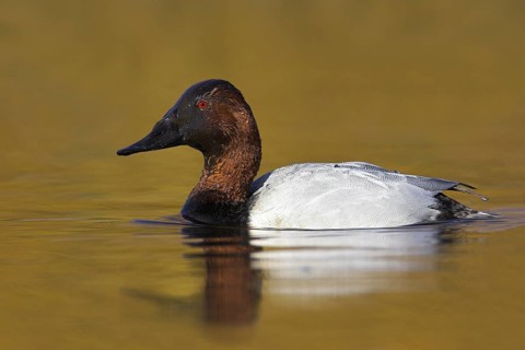 Canvasback (Aythya valisineria) male, British Columbia, Canada