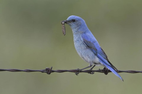 Mountain Bluebird (Sialia currucoides), Alberta, Canada