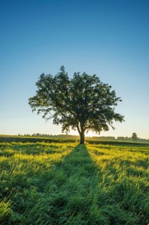 Old English oak (Quercus robur), Swabian Alb, Baden-Württemberg, Germany