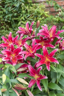 Lily (Lilium 'Kings Cross'), Pruhonice Dendrological Garden, Czech Republic