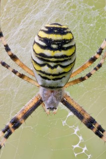 Wasp Spider, Argiope bruennichi, Wasp Spider, Lower Saxony, Germany