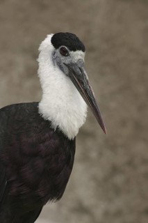 Woolly-necked Stork (Ciconia episcopus), Florida, USA