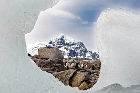 Penguins seen through an ice window, mountains in the background, gentoo penguin (Pygoscelis papua)