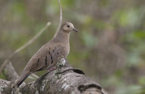 Ecuadorian Ground Dove (Columbina buckleyi), Manabi, Ecuador