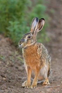 Brown hare, (Lepus europaeus), animals, birds, mammals, family of hares, sits, field path, biotope,