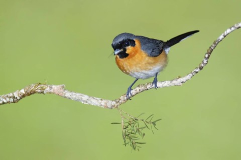 Spectacled Monarch (Symposiachrus trivirgatus), Queensland, Australia